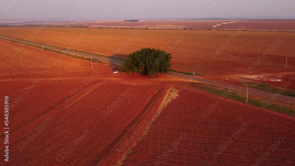 Vista aérea, árvore solitária, desmatamento, vídeo drone, Chapada dos Guimarães, Mato Grosso, Brasil, América do Sul, vídeo 4k
