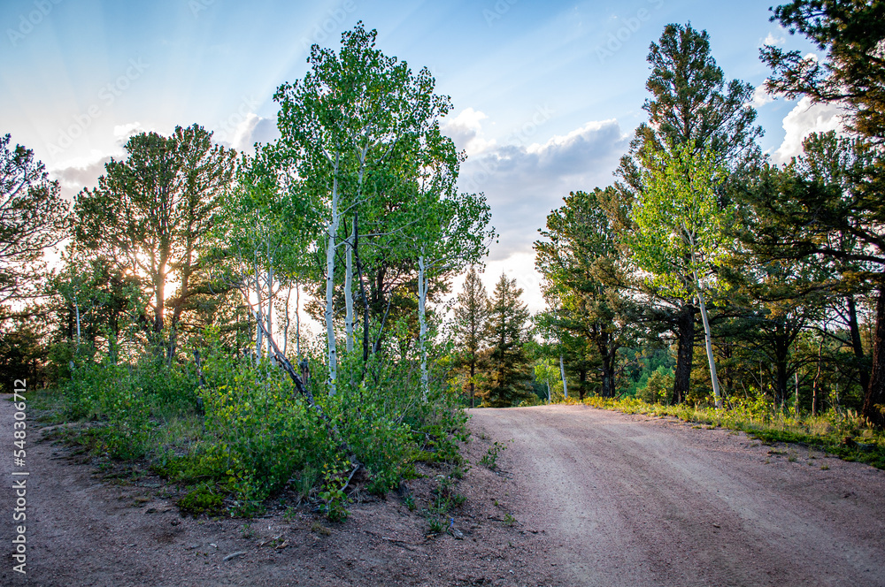 Fototapeta premium The Way