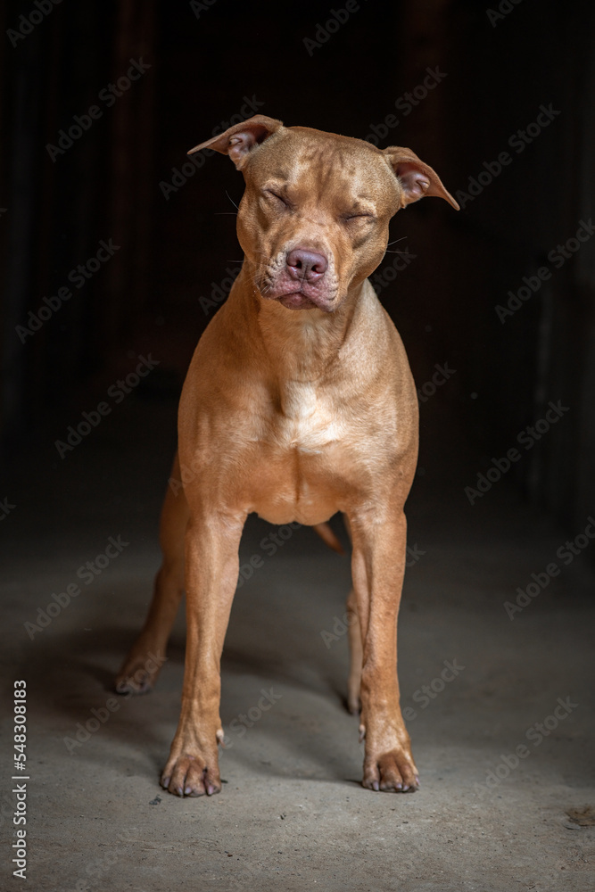 Low key portrait of a beautiful purebred American Pit Bull Terrier in a dark studio.