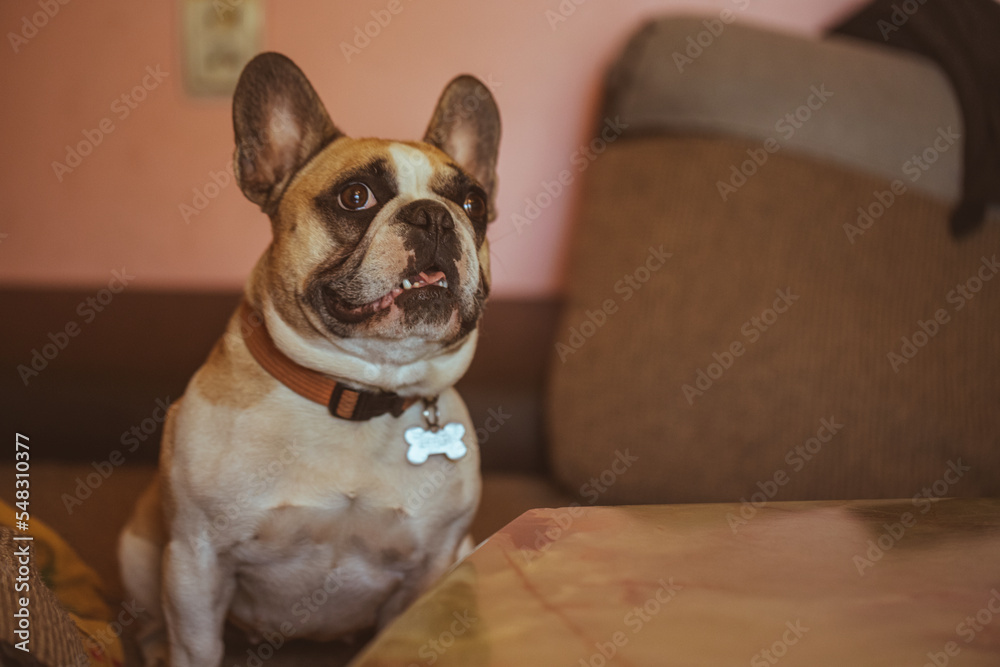 french bulldog girl sitting on couch near table