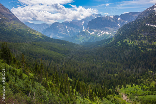 Valley of Pine Trees at Glacier National Park