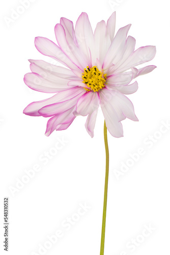 cosmos flower isolated