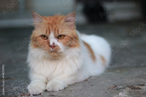 portrait of a cat
