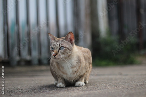 cat on the fence