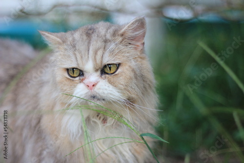 cat on grass