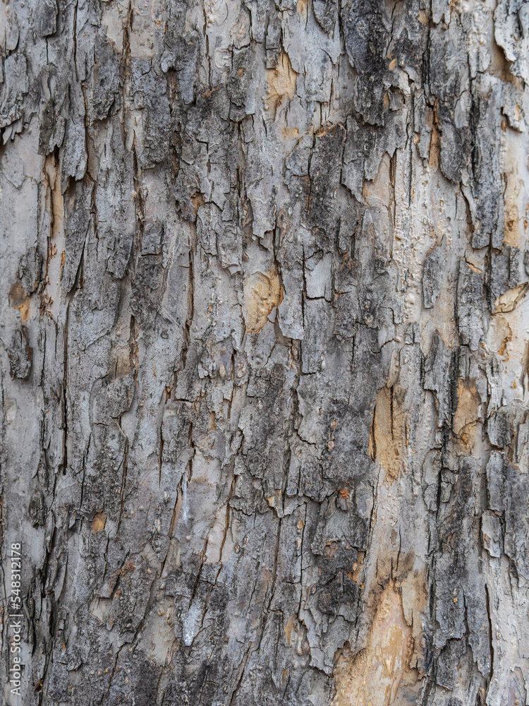 The texture of the bark of an old apple tree The texture of the bark of an old apple tree