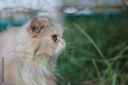 cat in the grass