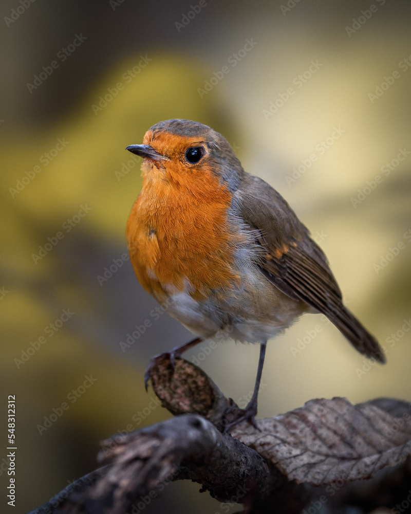 Fototapeta premium Small Robin on a branch