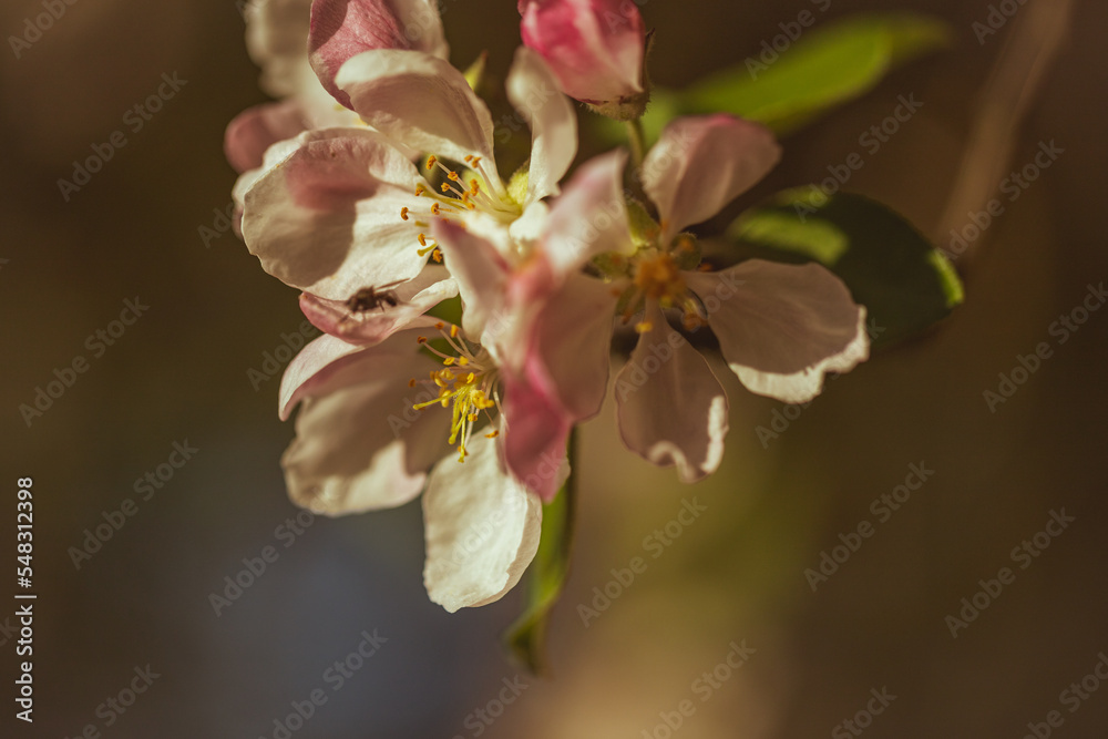 Blooming white-pink flowers of an apple tree. On a dark green background, on brown branches, open apple flowers are medium in size with large petals and are illuminated by bright rays of the sun Blooming white-pink flowers of an apple tree. On a dark green background, on brown branches, open apple flowers are medium in size with large petals and are illuminated by bright rays of the sun