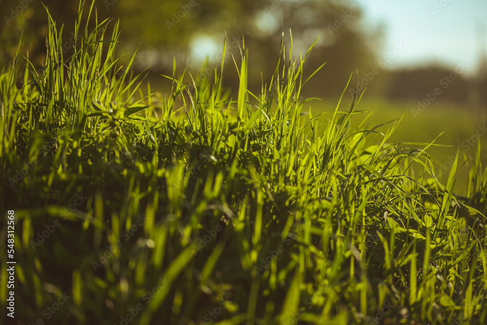 Green juicy grass close-up. Background of green young grass Green juicy grass close-up. Background of green young grass
