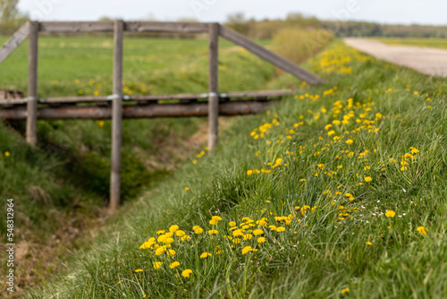 Old wooden bridge over ditch overgrown with grass and yellow dandelions, in the countryside