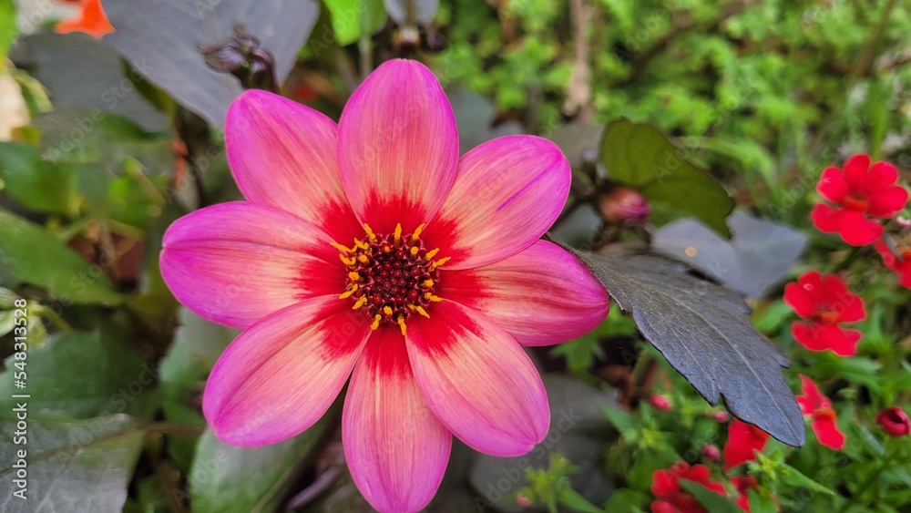 Obraz premium Blumen