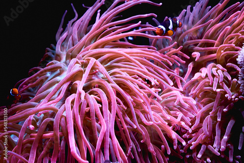 Sea Anemone with clownfish