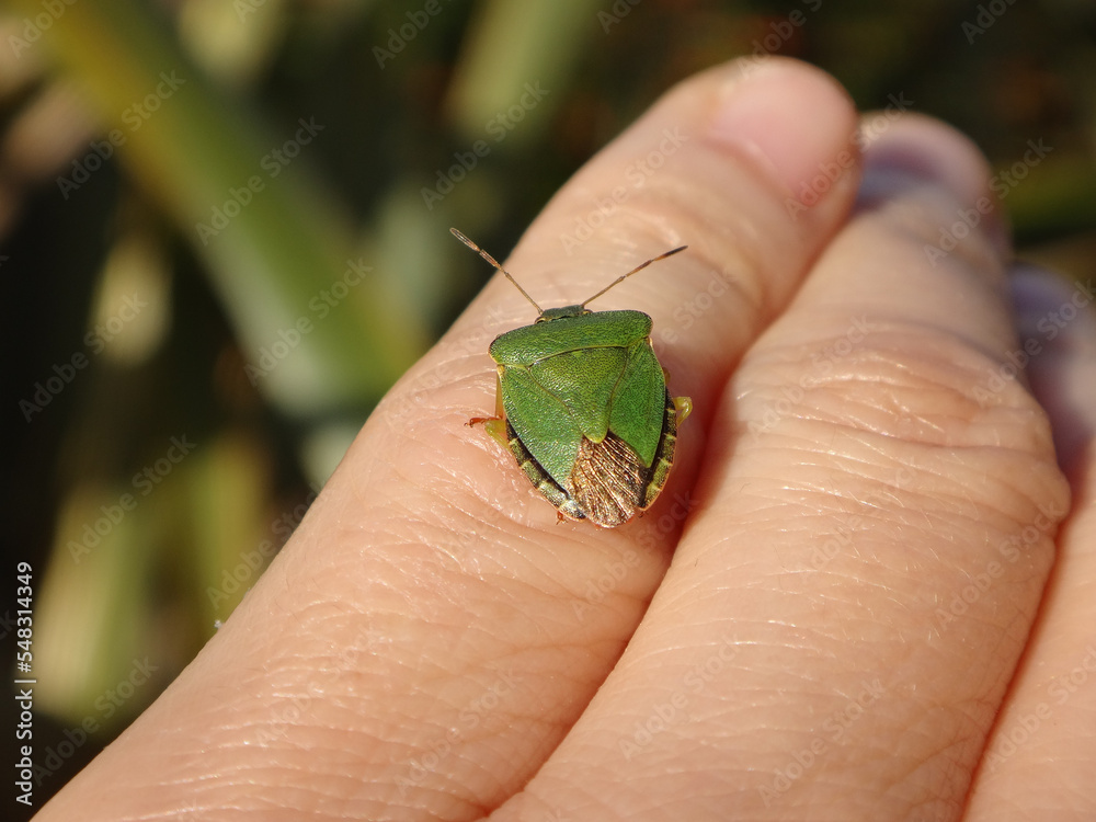 The green shield bug (Palomena prasina) sitting on human finger - seen from behind
