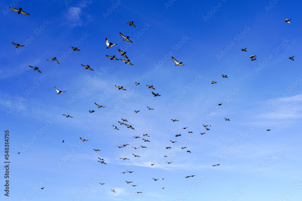 Flock of birds flapping wings flying against a blue sky background Flock of birds flapping wings flying against a blue sky background