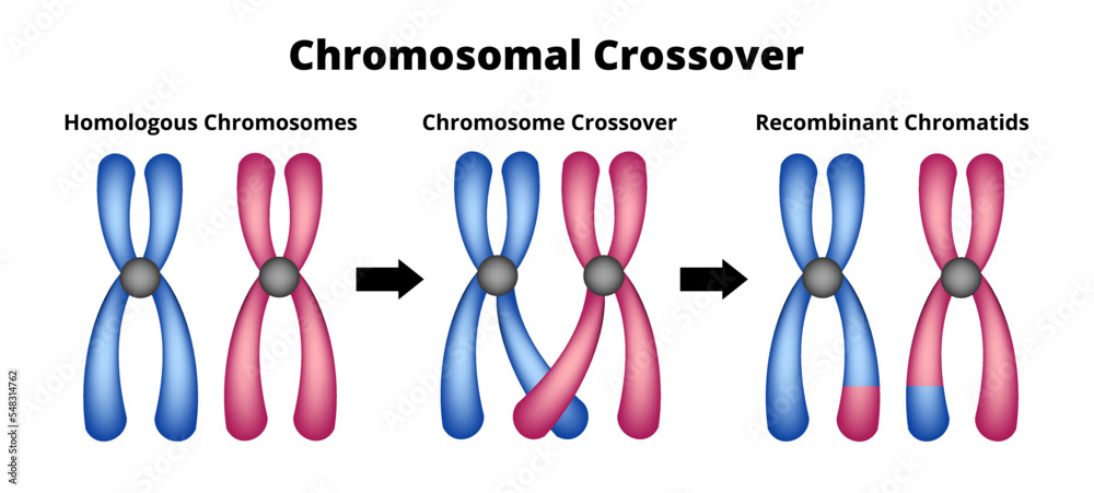 Vector scientific illustration of chromosomal crossover or crossing over isolated on white. Exchange of genetic material. Homologous chromosomes, chromosome crossover, recombinant chromatids. - obrazy, fototapety, plakaty 