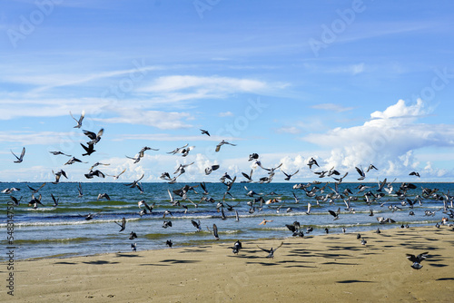 Flock of birds flapping wings rises from a sandy Baltic Sea beach on a blue sky background