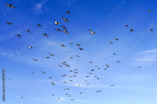 Flock of birds flapping wings flying against a blue sky background