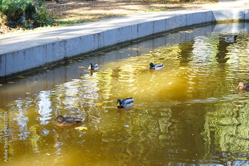 Pond in autumn park and ducks in morning light, close-up. photo