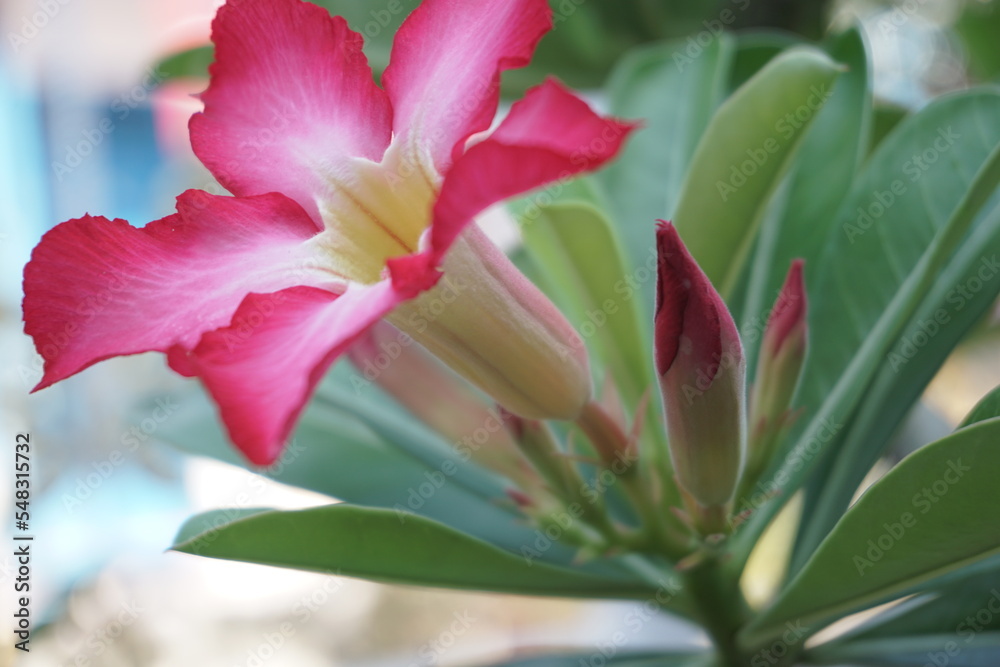 Obraz premium frangipani flower