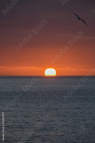 Fototapeta Naklejka Na Ścianę i Meble -  Beautiful horizon sunrise sunset dusk dawn twilight blue hour over ocean sea with sea gulls nature seascape scenery