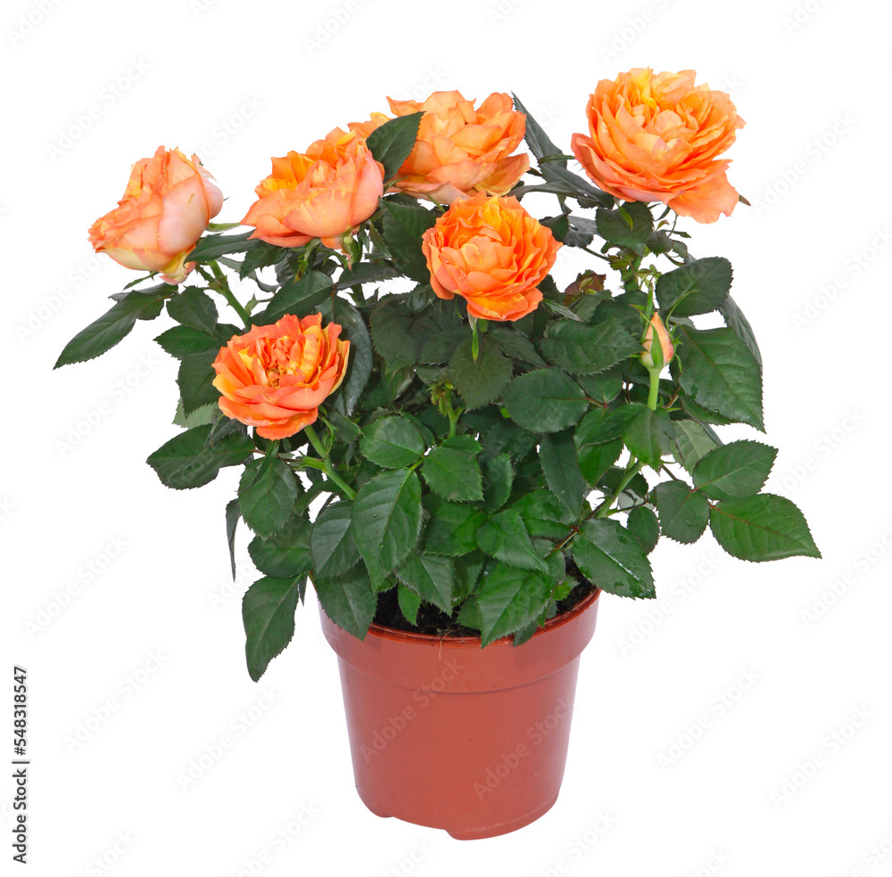 Fototapeta premium Mini rosier orange 