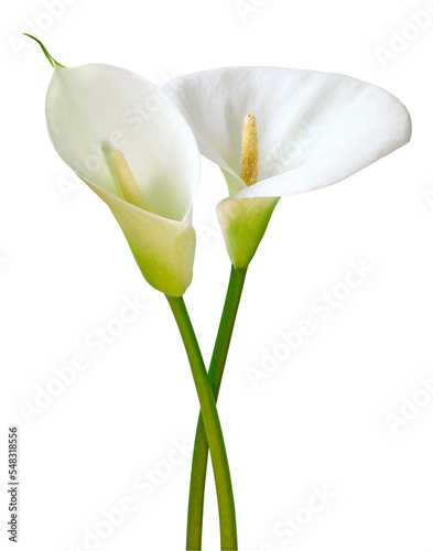 Canvastavla Fleurs d'Arum blanc