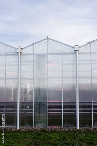 Glass greenhouse with red lights for growing flowers in the Netherlands © photosis