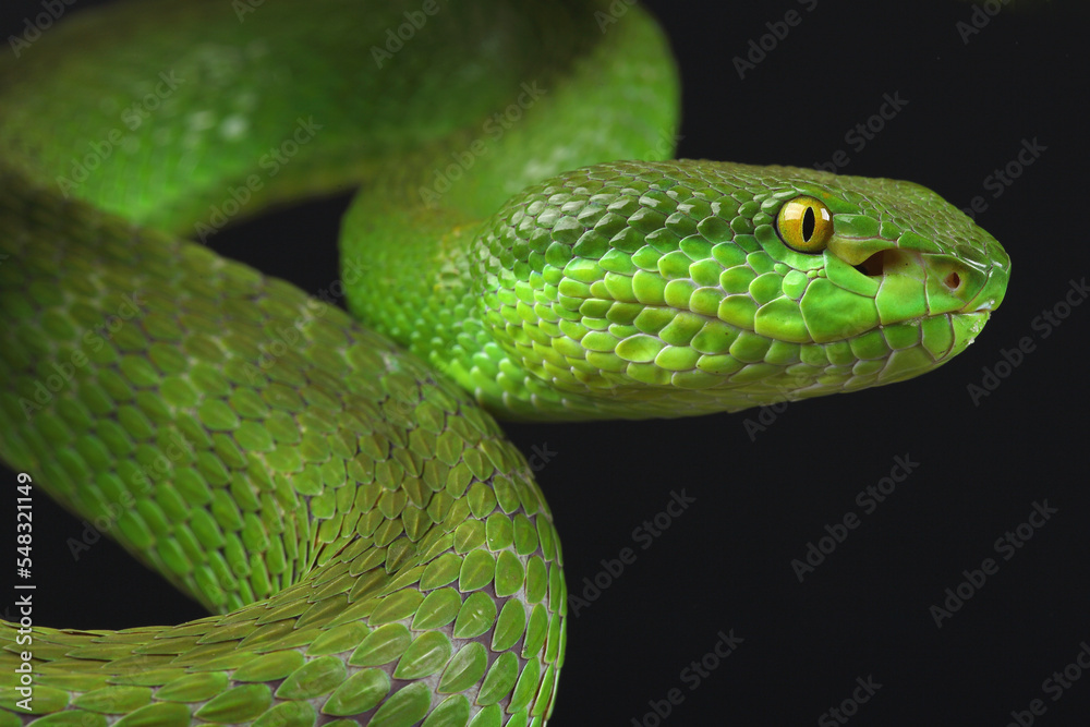 Portrait of a White-lipped Pitviper photographed against a black background
Portrait of a White-lipped Pitviper photographed against a black background