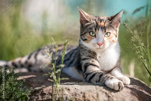 Kitten relaxing on Rock