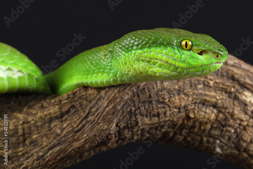 Portrait of a White-lipped Pitviper photographed against a black background 