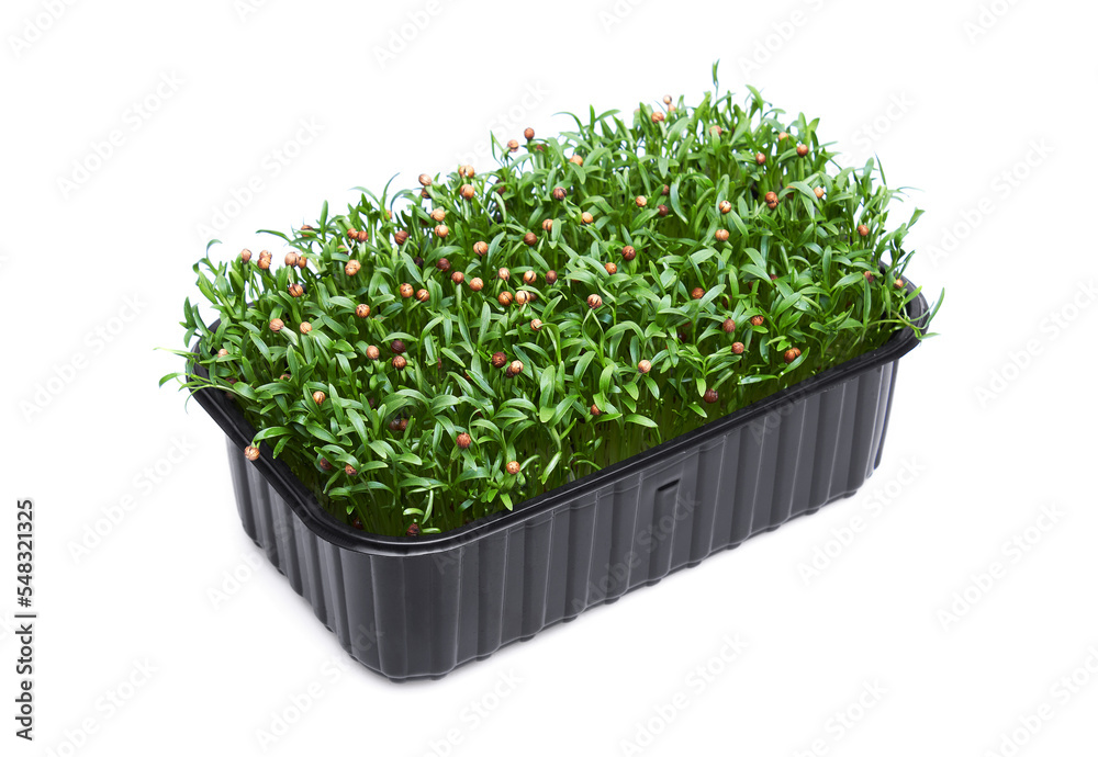 Fresh micro greens in a plastic box Fresh micro greens in a plastic box