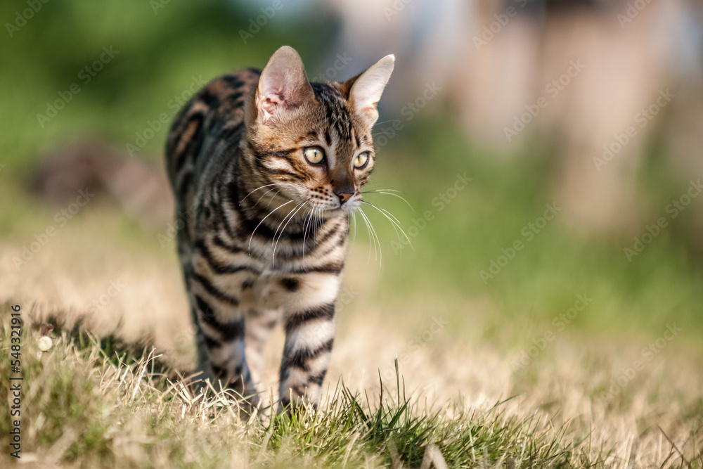 Bengal Kitten outdoor