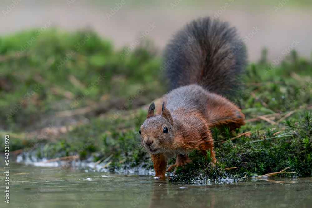 Eurasian red squirrel (Sciurus vulgaris) on the waterfront in the forest of Noord Brabant in the Netherlands.                 