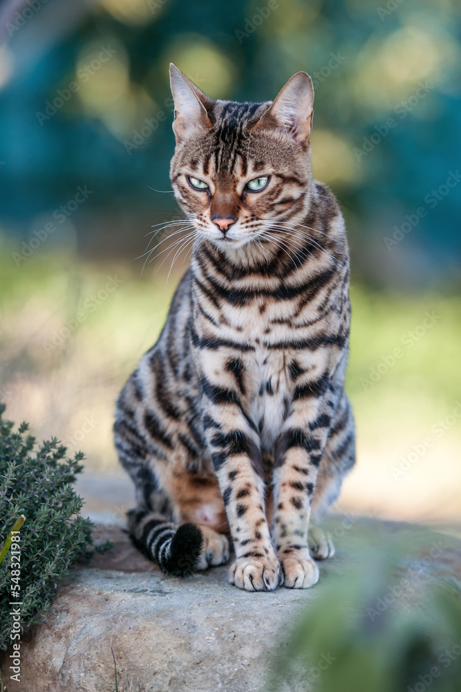 Obraz premium Angry looking Bengal