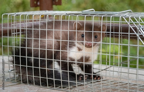 Closeup of a cute Beech marten, martes foina in a cage