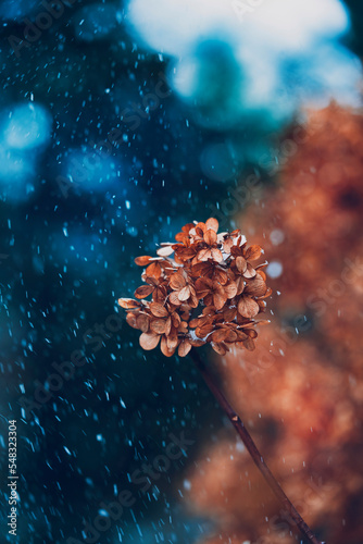 Close up of dried brown hydrangea blossoms with first snow. Snow falling, shallow depth of field, vivid dark blue background with bokeh bubbles