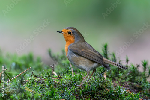 Robin (Erithacus rubecula) in the forest of Brabant Brabant in the Netherlands. Green background. 