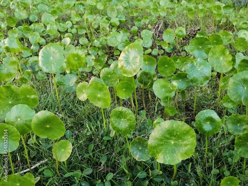 Hydrocotyle verticillata, roundleaf aquatic plant photo