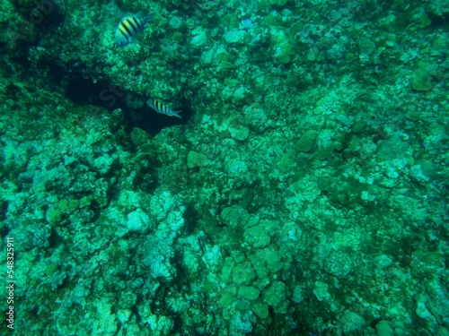 Fototapeta Naklejka Na Ścianę i Meble -  Snorkeling at Grand Cayman Island great view of coral and tropical fish