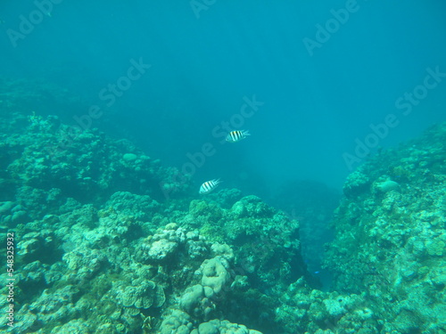 Snorkeling at Grand Cayman Island great view of coral and tropical fish © James
