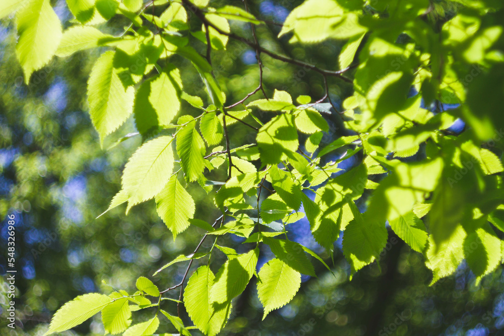 Background from green leaves of a tree in bright sunshine. Background from green leaves of a tree in bright sunshine.