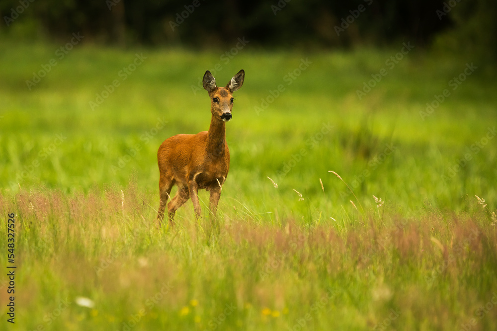 The roe deer (Capreolus capreolus) in the meadow The roe deer (Capreolus capreolus) in the meadow