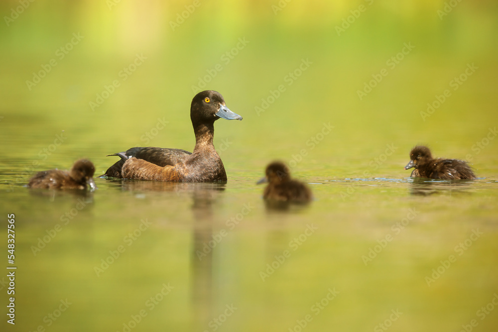 tufted duck or tufted pochard (Aythya fuligula) female with her young on the water tufted duck or tufted pochard (Aythya fuligula) female with her young on the water