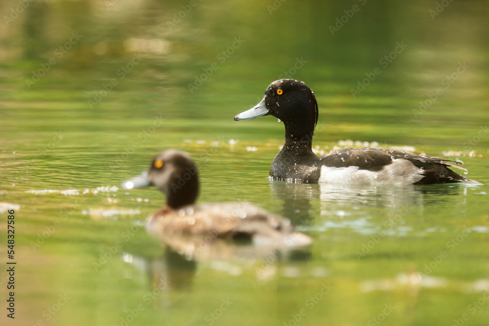 tufted duck or tufted pochard (Aythya fuligula) a female and a male floating on the water tufted duck or tufted pochard (Aythya fuligula) a female and a male floating on the water