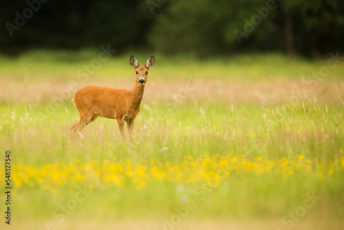The roe deer (Capreolus capreolus) standing in the pasture