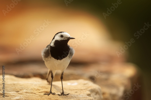 The white wagtail (Motacilla alba) standing on the stone