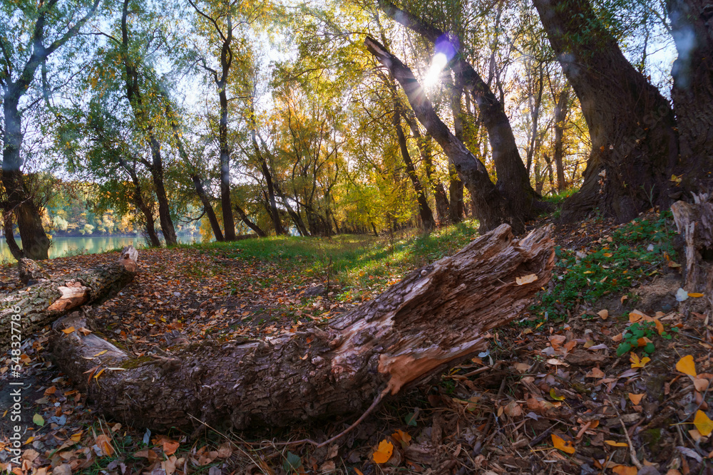 beautiful nature, autumn landscape - bright sunlight in forest, yellow autumn color leaves and trees beautiful nature, autumn landscape - bright sunlight in forest, yellow autumn color leaves and trees
