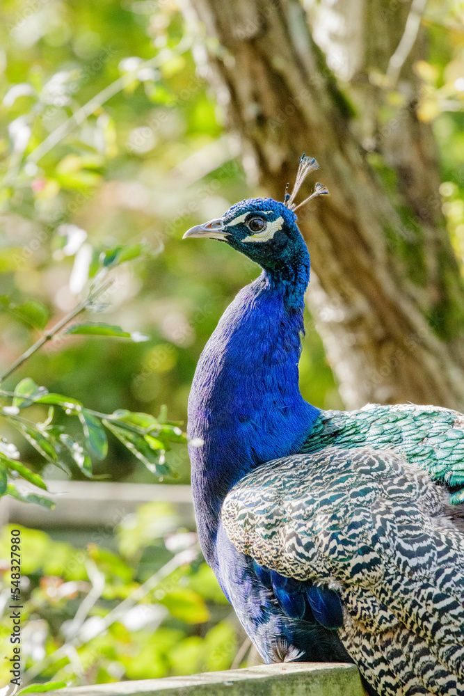 Obraz premium Peacock side profile