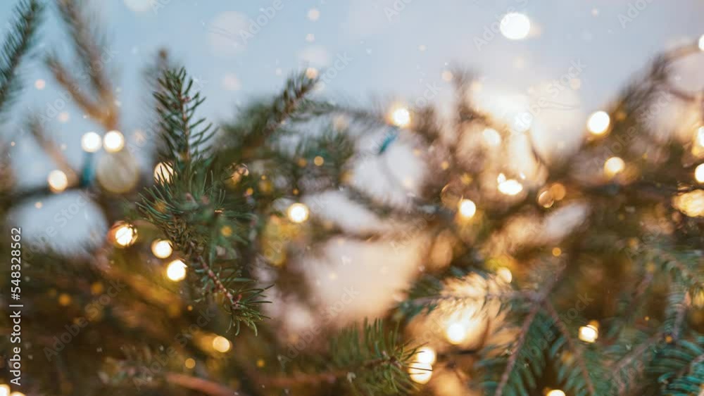Christmas background. Snow falling at the fir trees branches.  Slow motion.

